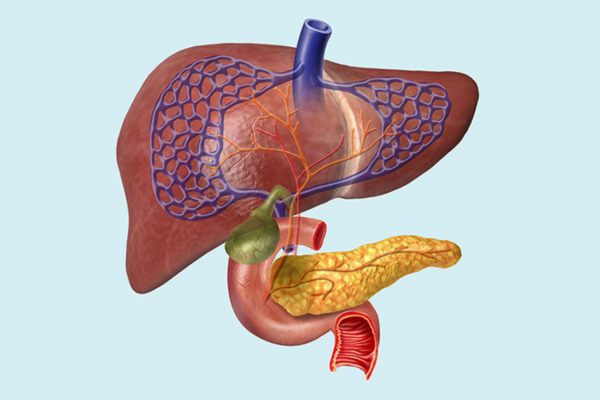 Picture of a liver with a light blue background